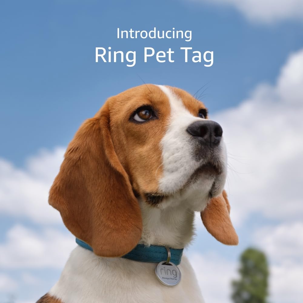 A round silver pet tag on a vibrant teal dog collar, worn by a beagle, with a bone-shaped tag nearby.